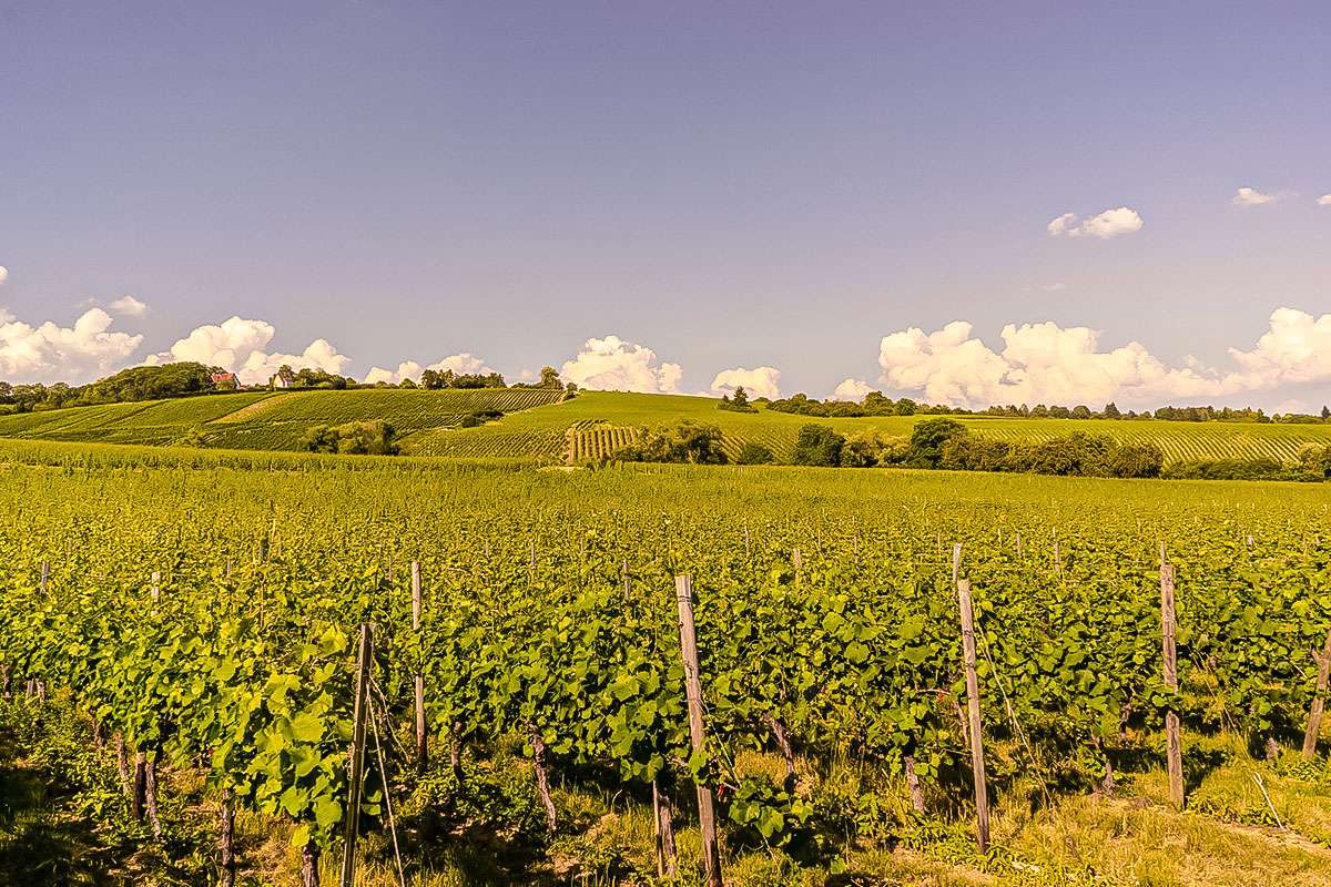 Weingut Markus Schneider — Außenansicht mit Weinbergen in Wiesbaden-Frauenstein